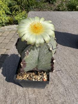 Astrophytum ornatum spec